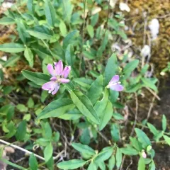 California milkwort thumbnail 2