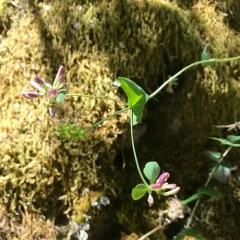 Pink Honeysuckle thumbnail 3