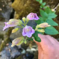 Woodland Beardtongue thumbnail 1