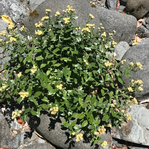 Littleleaf Silverback