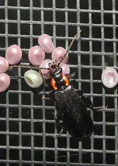 Podabrus planulus thumbnail 3