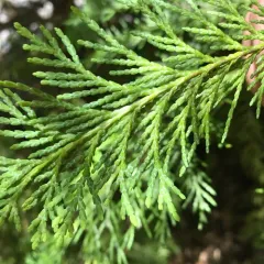 Lawson's cypress thumbnail 2