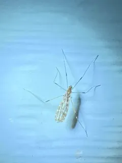 Erioptera needhami thumbnail 2