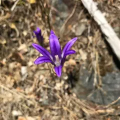 harvest brodiaea thumbnail 2