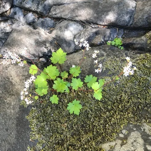 coastal brookfoam
