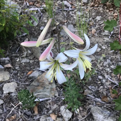 Washington lily