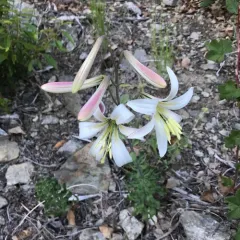 Washington lily thumbnail 1