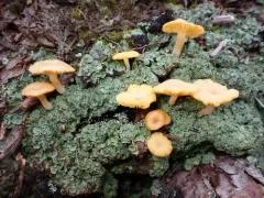 Arctic Mushroom Scales Lichen thumbnail 2