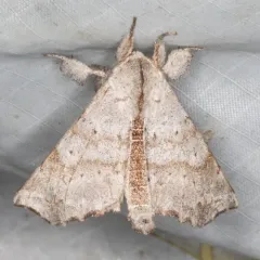 Angel Moth thumbnail 4