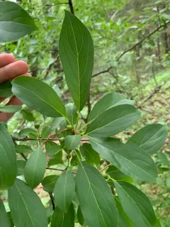 Dahurian Buckthorn thumbnail 3
