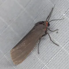 Joyful Virbia Moth thumbnail 3