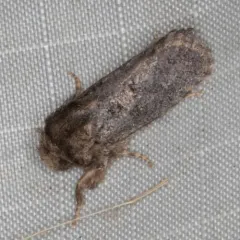 Arcane Grass Tubeworm Moth thumbnail 4