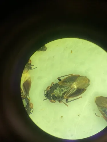 Geocoris uliginosus