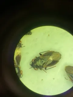 Geocoris uliginosus thumbnail 1