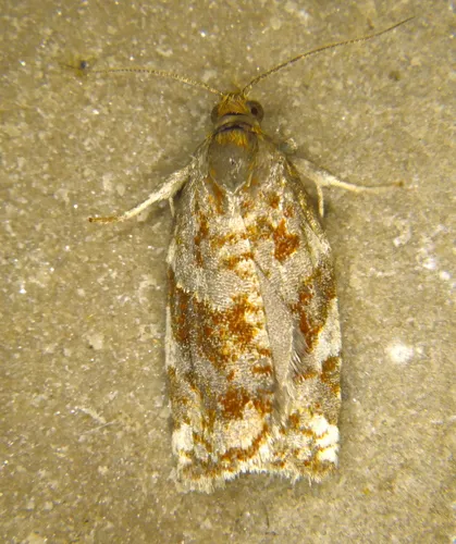 Archips myricana