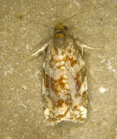 Archips myricana thumbnail 1