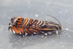 Psychedelic Jones Moth thumbnail 2
