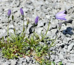 Giesecke's harebell thumbnail 4