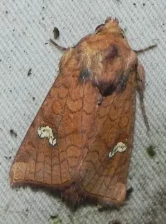 Strawberry Cutworm Moth thumbnail 1