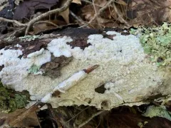 Phlebia acerina thumbnail 2