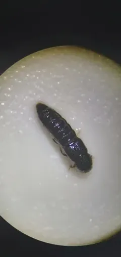 Aleochara sulcicollis thumbnail 1