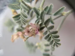 Alvord Milkvetch thumbnail 4