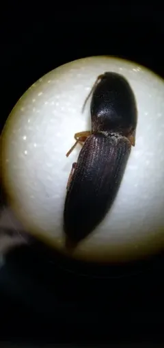 Opaque Click Beetle thumbnail 2