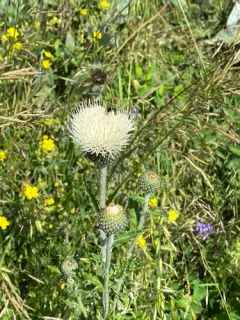 Palouse Thistle thumbnail 3