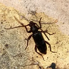 velvet longhorned beetle thumbnail 3