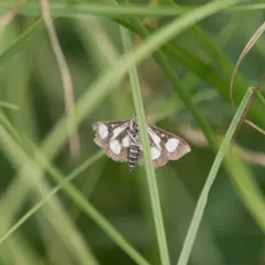 White-spotted Sable thumbnail 3