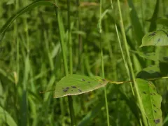 Mycosphaerella effigurata thumbnail 3