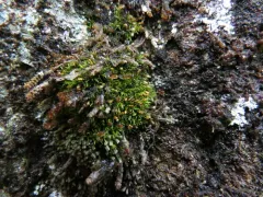 Lapland Amphidium Moss thumbnail 3