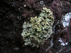 Wahlenberg's Goblin Lights Lichen thumbnail 3