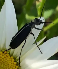 Clematis Blister Beetle thumbnail 3
