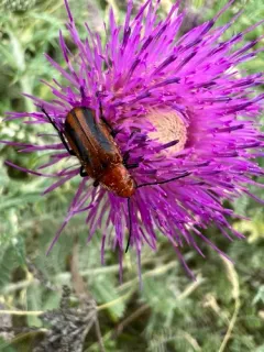 Orange Blister Beetle thumbnail 4