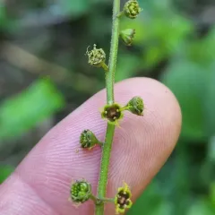 Alpine Mitrewort thumbnail 1