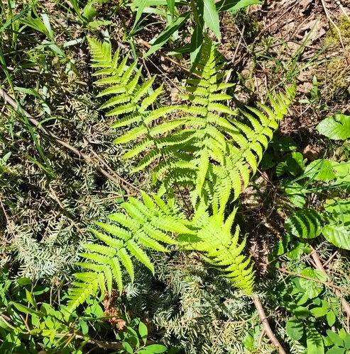male fern