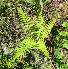 male fern thumbnail 1