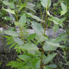 balsam poplar thumbnail 4