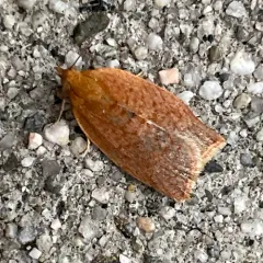 Privet Tortrix thumbnail 4