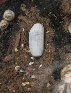 White Cylichna thumbnail 2
