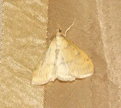 Anania extricalis thumbnail 3