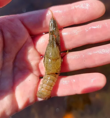 Spinycheek Crayfish