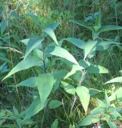 pale-leaved woodland sunflower thumbnail 2