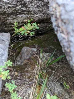 Takakia lepidozioides thumbnail 1