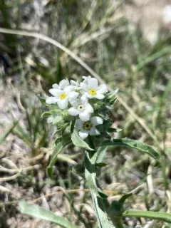 Bownut Cryptantha thumbnail 2