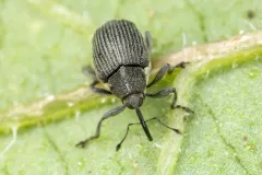 Cabbage seed Weevil thumbnail 2