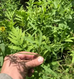Asphondylia pseudorosa thumbnail 2