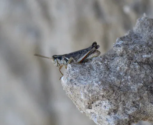 Pasture Spur-throat Grasshopper