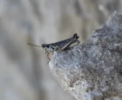Pasture Spur-throat Grasshopper thumbnail 1